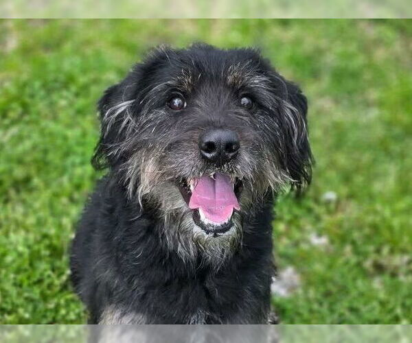 Medium Photo #1 Mutt Puppy For Sale in Anniston, AL, USA