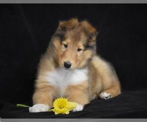 Collie Puppy for Sale in DANVILLE, Pennsylvania USA