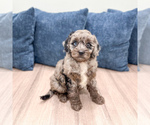 Small #2 Poodle (Miniature)