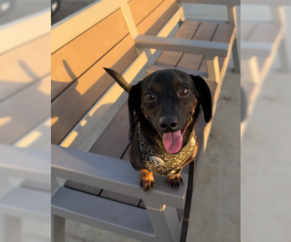 Medium Photo #2 Chiweenie Puppy For Sale in San Diego, CA, USA