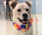 Small #1 Huskies  Mix