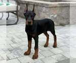 Small #18 Doberman Pinscher