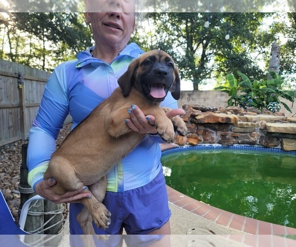Medium Photo #7 Cane Corso Puppy For Sale in HOUSTON, TX, USA