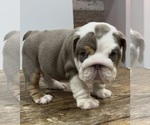 Small Photo #9 Bulldog Puppy For Sale in LAWRENCE, IN, USA