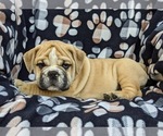 Small Photo #2 Olde English Bulldogge Puppy For Sale in OXFORD, PA, USA