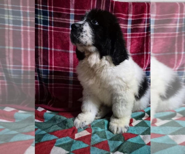 Medium Photo #5 Newfoundland Puppy For Sale in AURORA, IN, USA