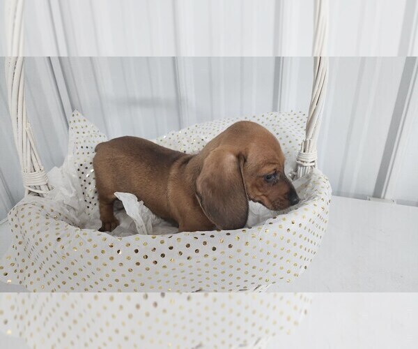 Medium Photo #9 Dachshund Puppy For Sale in GREENWOOD, WI, USA