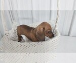 Small #8 Dachshund