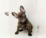 Puppy 2 French Bulldog