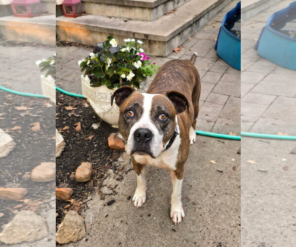 Medium Photo #3 American Pit Bull Terrier-Unknown Mix Puppy For Sale in Germantown, OH, USA