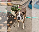 Small #2 American Pit Bull Terrier Mix