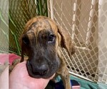 Small Photo #11 Great Dane Puppy For Sale in BURLESON, TX, USA
