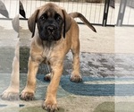 Puppy Pheonix Mastiff