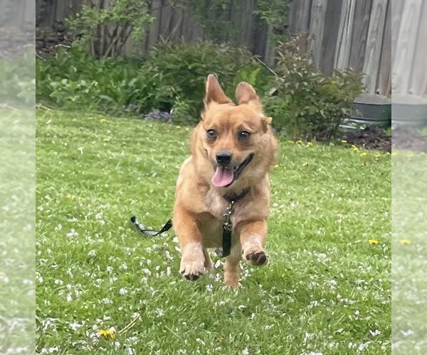 Medium Photo #3 Mutt Puppy For Sale in Rochester, NY, USA