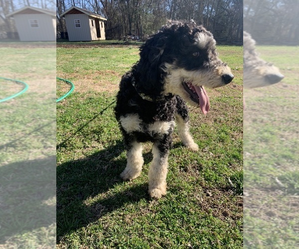 Medium Photo #9 Aussiedoodle Puppy For Sale in WOODLEAF, NC, USA