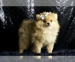 Puppy Puffin AKC Pomeranian