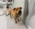 Small Photo #1 American Pit Bull Terrier-Chinese Shar-Pei Mix Puppy For Sale in Brighton, CO, USA