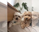 Small #1 Maltese