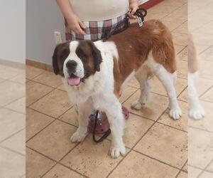 Saint Bernard-Unknown Mix Dogs for adoption in San Antonio, TX, USA