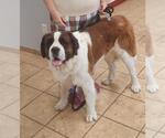 Small Saint Bernard Mix
