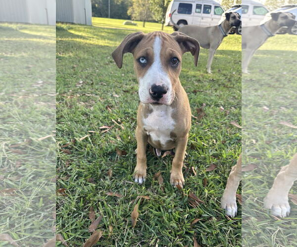 Medium Photo #3 Great Dane-Unknown Mix Puppy For Sale in Ball Ground, GA, USA