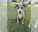Small #2 Great Dane Mix