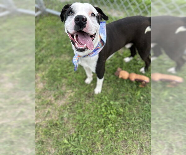 Medium Photo #3 American Pit Bull Terrier Puppy For Sale in Corpus Christi, TX, USA