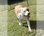 Small #1 American Pit Bull Terrier Mix