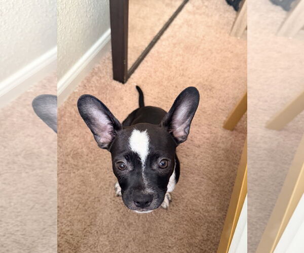 Medium Photo #1 Chihuahua-Unknown Mix Puppy For Sale in The Woodlands, TX, USA