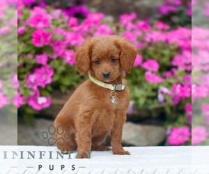 Golden Retriever-ShihPoo Mix Puppy for sale in GAP, PA, USA