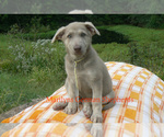 Small #4 German Shepherd Dog