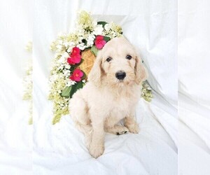 Goldendoodle-Poodle (Standard) Mix Puppy for sale in FREDERICKSBG, OH, USA