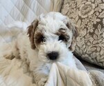 Small #1 Cockapoo-Poodle (Miniature) Mix