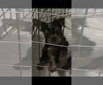 Small Yorkshire Terrier