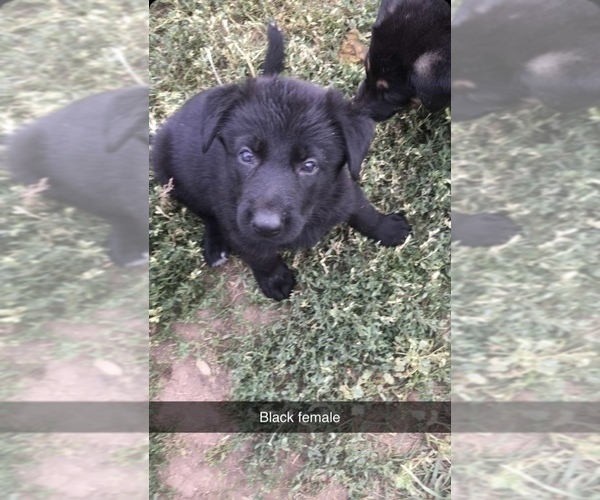 Medium Photo #1 German Shepherd Dog Puppy For Sale in COLUMBUS, NE, USA