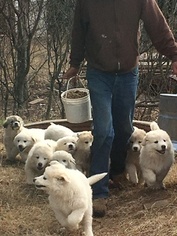Great Pyrenees Puppy for sale in YALE, OK, USA