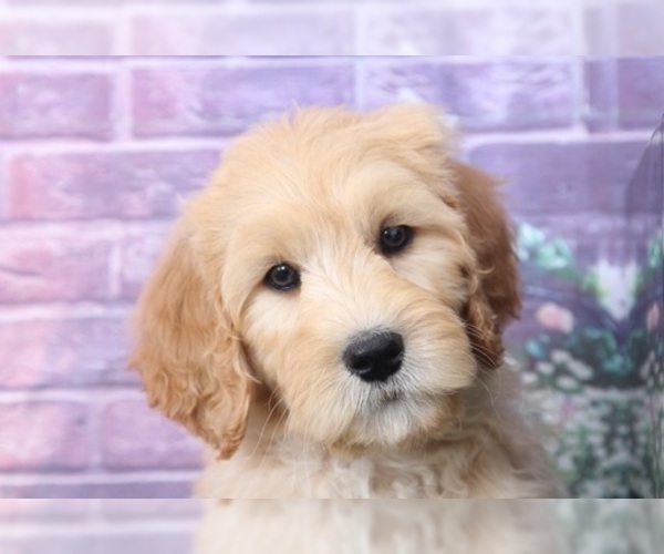 Medium Photo #5 Goldendoodle Puppy For Sale in BEL AIR, MD, USA