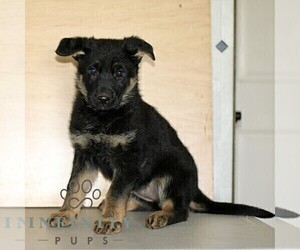 German Shepherd Dog Puppy for sale in KIRKWOOD, PA, USA