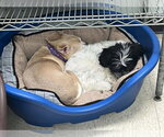Small #7 Maltese Mix