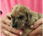 Small #7 Great Dane