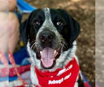 Small #3 German Shorthaired Pointer Mix