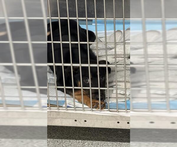 Medium Photo #1 German Shepherd Dog-Unknown Mix Puppy For Sale in Pasadena, TX, USA