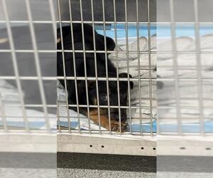 German Shepherd Dog-Unknown Mix Dogs for adoption in Pasadena, TX, USA