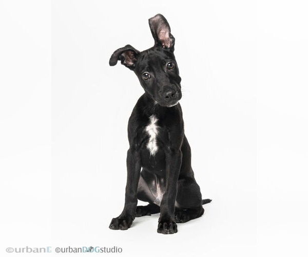 Medium Photo #1 Doberman Pinscher-Labrador Retriever Mix Puppy For Sale in Tampa, FL, USA