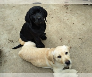 Labrador Retriever Puppy for sale in JURUPA VALLEY, CA, USA
