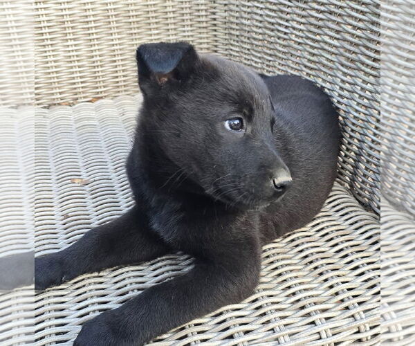 Medium Photo #3 German Shepherd Dog-Unknown Mix Puppy For Sale in Alexander, AR, USA