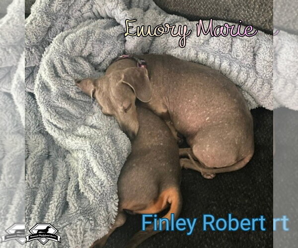 Medium Photo #17 Dachshund Puppy For Sale in San Antonio, TX, USA