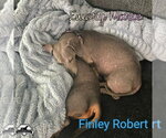 Small Photo #17 Dachshund Puppy For Sale in San Antonio, TX, USA