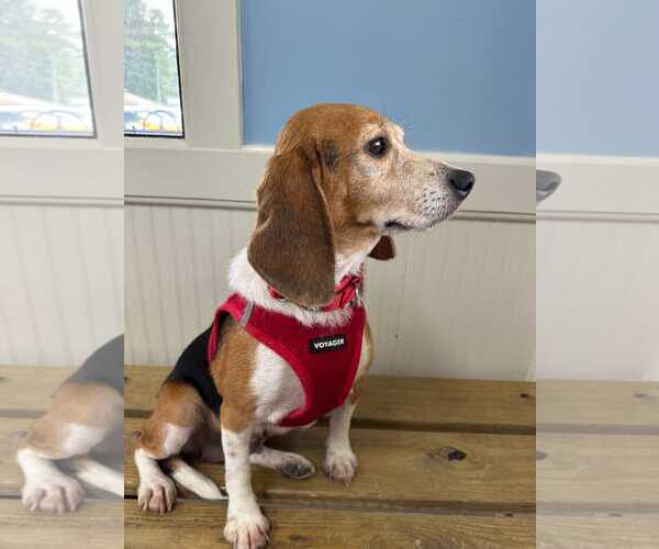 Medium Photo #9 Beagle Puppy For Sale in Dunnellon, FL, USA