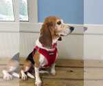 Small #8 Beagle